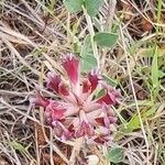 Astragalus spruneri Flower