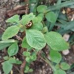 Plectranthus ecklonii Leaf