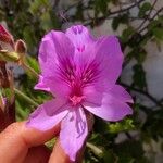 Pelargonium cucullatum Blomst