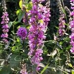 Lythrum virgatum Flower