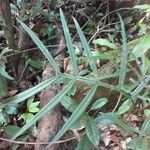 Inga longiflora Liść