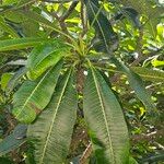 Plumeria obtusa Leaf