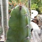 Cereus jamacaru Ostatní