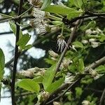 Prunus cerasus Blad