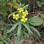 Erysimum rhaeticum Flower