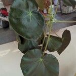 Begonia erythrophylla Leht