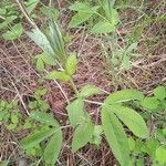 Baptisia alba Leaf