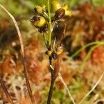 Scheuchzeria palustris Fruit