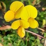 Lotus glaber Flor