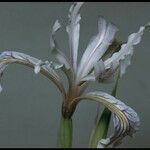 Iris hartwegii Flower