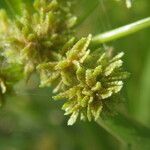 Cyperus difformis Flower