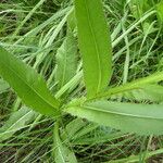 Cirsium monspessulanum Leaf