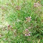 Cardamine raphanifoliaBlomst