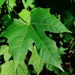 Cnidoscolus aconitifolius Blatt
