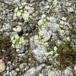 Ptychotis saxifraga Fula