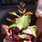 Kalanchoe longiflora Leaf