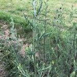 Artemisia biennis Leaf