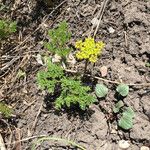 Lomatium grayi Habitat