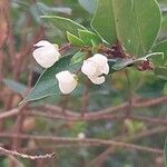 Luma apiculata Kukka