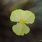 Xyris pancheri फूल