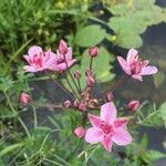 Butomus umbellatusFlower