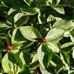 Trillium sessile Levél