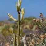 Ceropegia dichotoma Habit