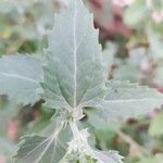 Verbesina encelioides List