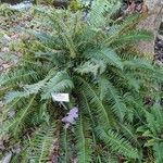 Polystichum munitum Habitat