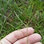 Axonopus fissifolius Habit