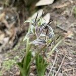 Scoliopus bigelovii Flor
