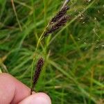 Carex frigida Mbuma