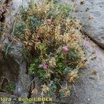 Dianthus rupicola Staniste