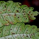 Cyathea ursina Hoja