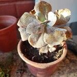 Graptopetalum superbumList