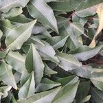 Prunus lusitanica Leaf