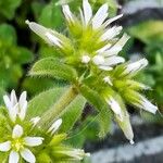 Cerastium glomeratum Květ