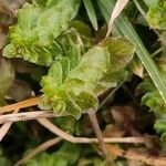 Cruciata pedemontana Leaf