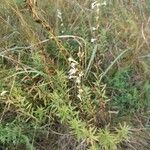 Silene tatarica Habitat