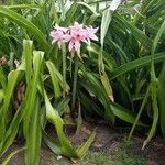 Crinum × powellii Flower