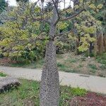 Ceiba chodatii Bark