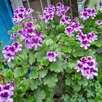 Pelargonium graveolens Агульны выгляд