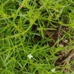 Polypremum procumbens Leaf