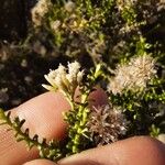 Ozothamnus leptophyllus Flor