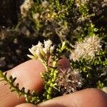 Ozothamnus leptophyllus Kvet