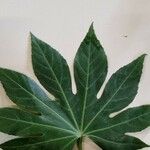 Fatsia japonica 葉