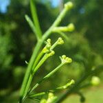 Baccharis halimifolia Blüte