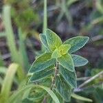 Monardella odoratissima Leaf