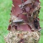 Prunus serrula Corteza