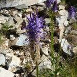 Phyteuma betonicifolium Flor
